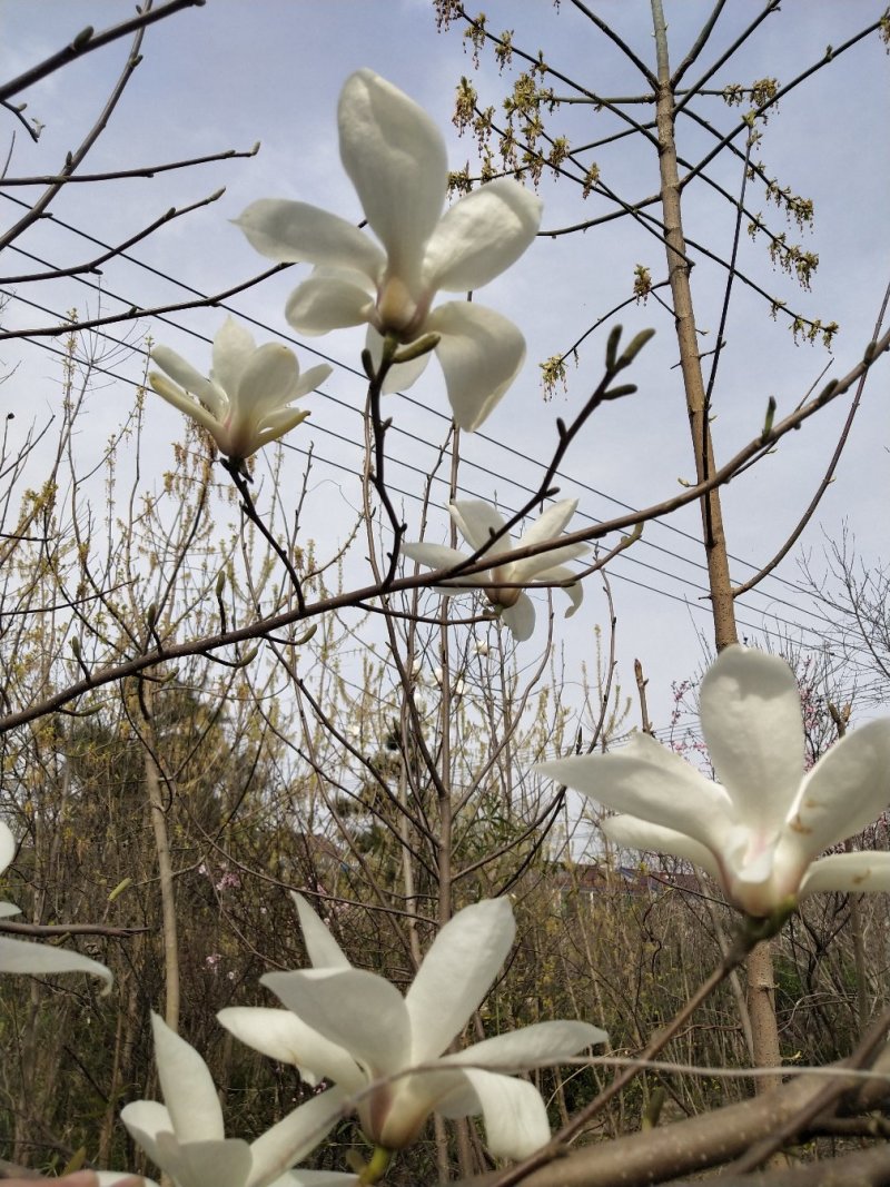 玉兰树-庭院及园林绿化自己家种植便宜处理