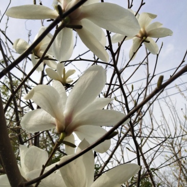 玉兰树-庭院及园林绿化自己家种植便宜处理