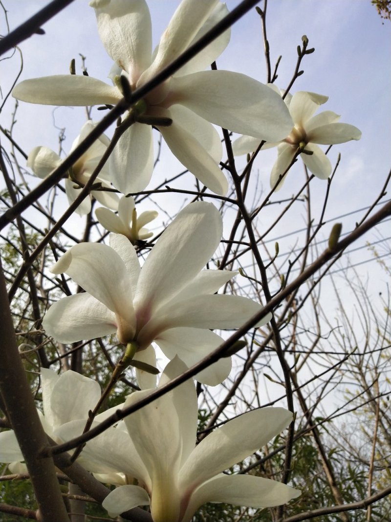玉兰树-庭院及园林绿化自己家种植便宜处理