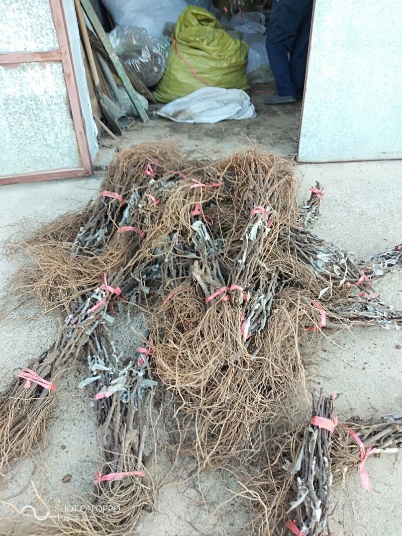 正综蜜光葡萄苗，早熟大粒脆甜玫瑰香味，保纯保活，基地直发