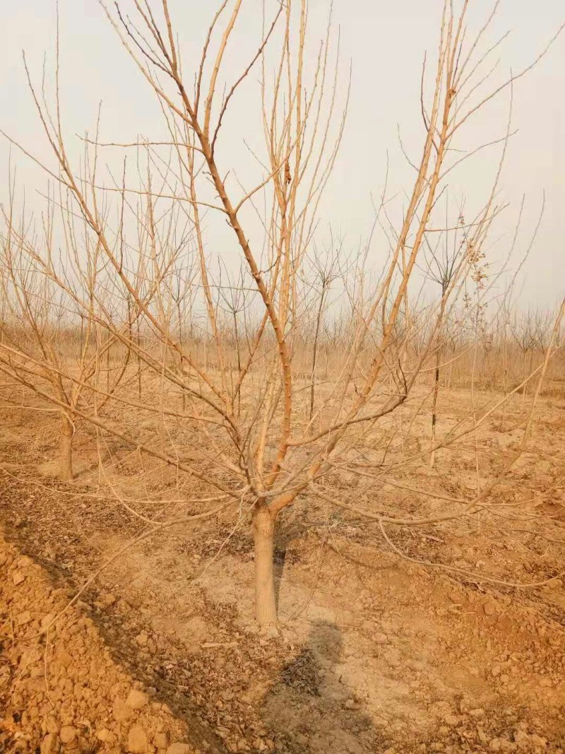 黑珍珠桑椹苗包对版包技术指导，当年种植当年结果
