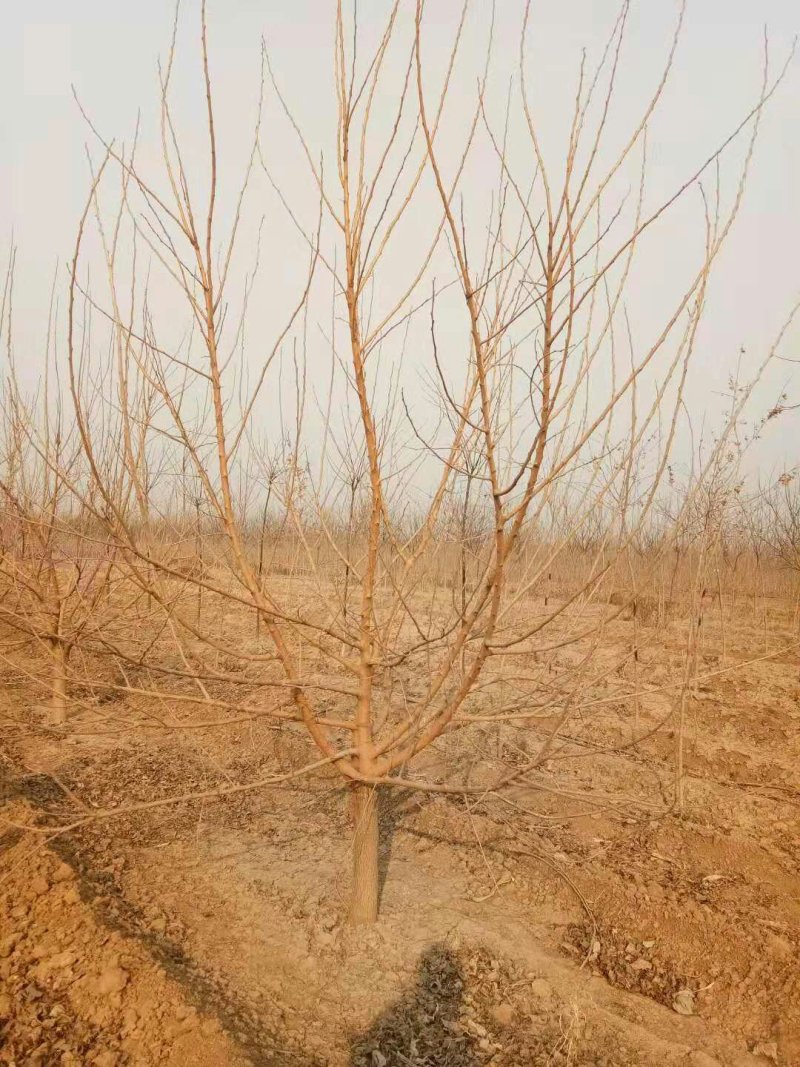 黑珍珠桑椹苗包对版包技术指导，当年种植当年结果