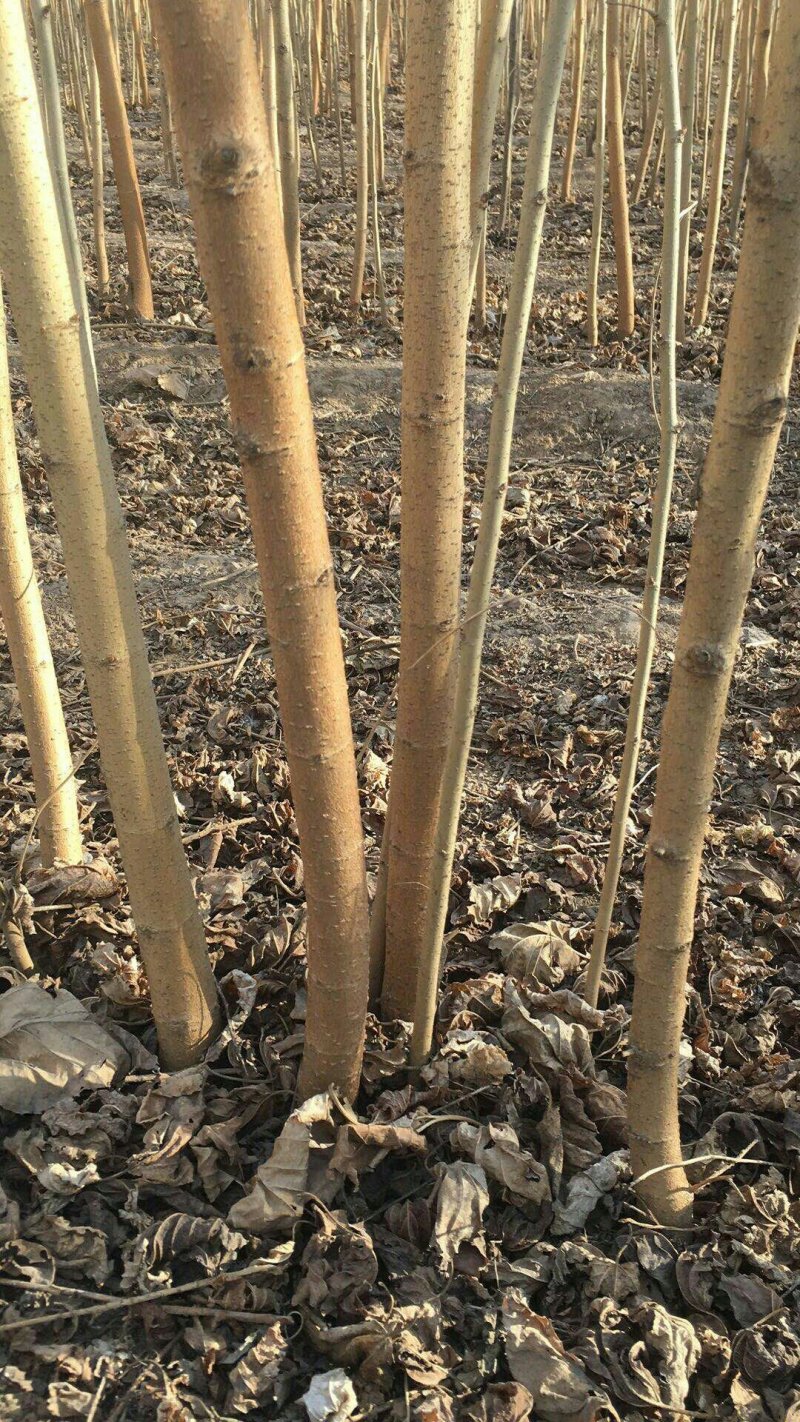 黑珍珠桑椹苗包对版包技术指导，当年种植当年结果