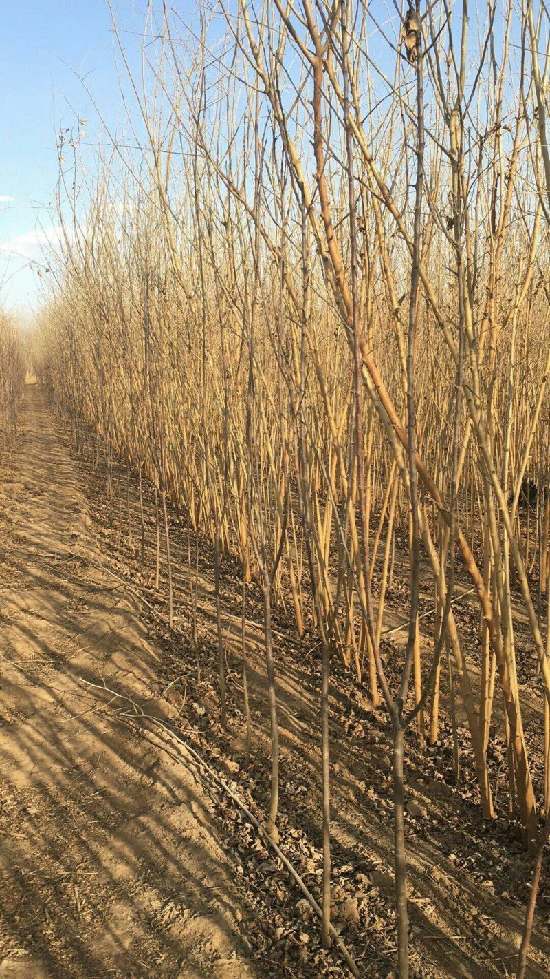 黑珍珠桑椹苗包对版包技术指导，当年种植当年结果