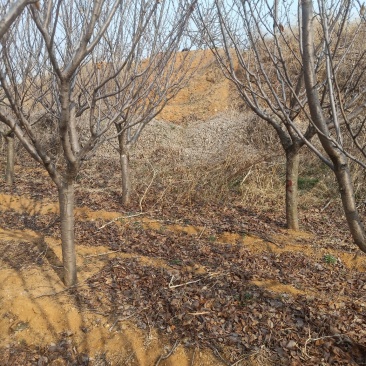 樱花树
