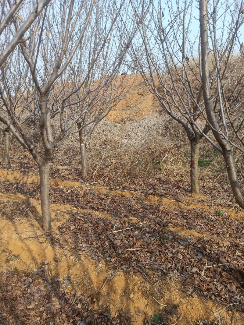 樱花树