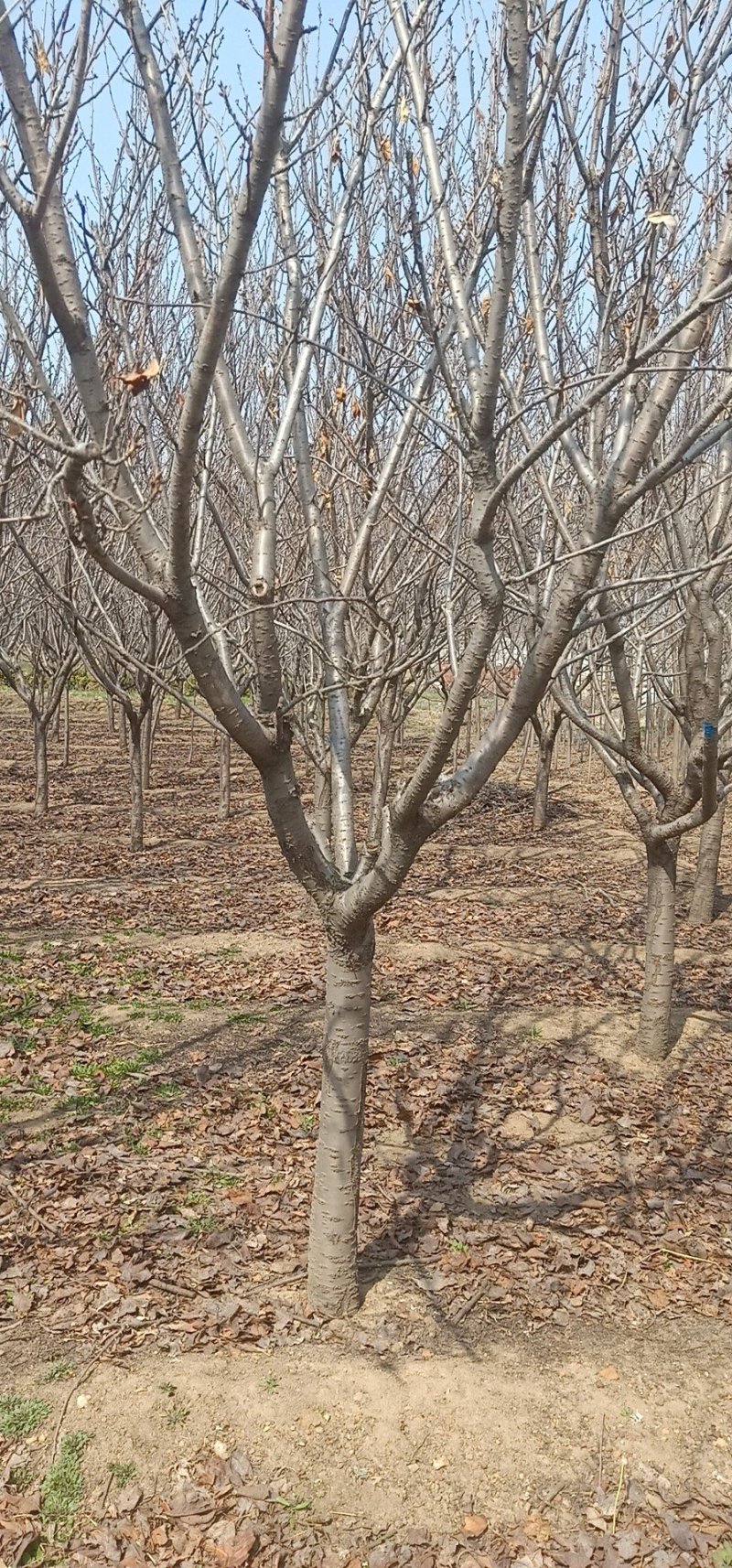 樱花树