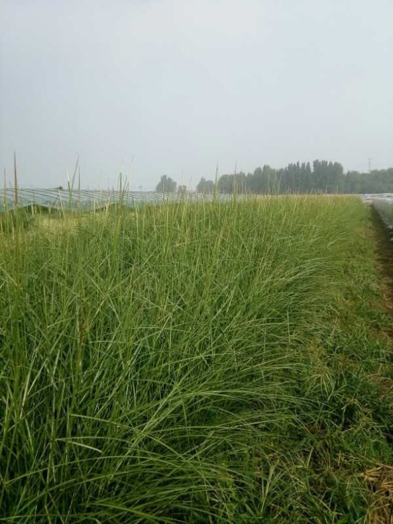 花叶芒，斑叶芒，细叶芒，重金属柳枝稷，狼尾草，各种蒲苇等