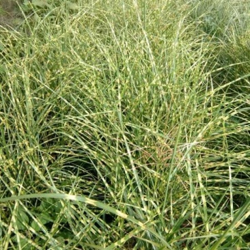 花叶芒，斑叶芒，细叶芒，重金属柳枝稷，狼尾草，各种蒲苇等