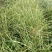 花叶芒，斑叶芒，细叶芒，重金属柳枝稷，狼尾草，各种蒲苇等
