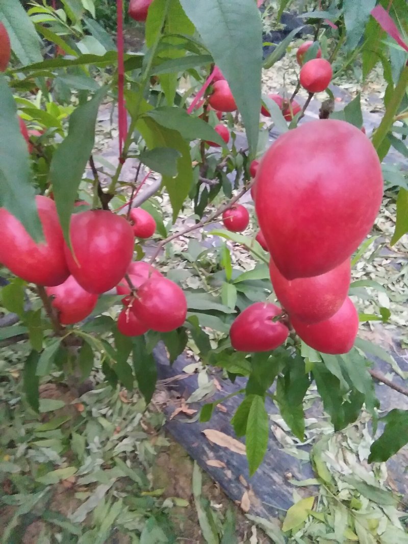 中油4号大油桃，表光鲜艳，口感脆甜，适应各大超市市场