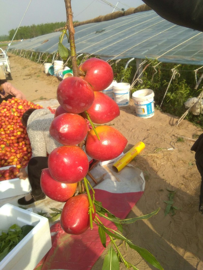 中油4号大油桃，表光鲜艳，口感脆甜，适应各大超市市场
