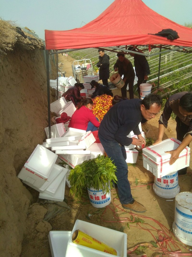 中油4号大油桃，表光鲜艳，口感脆甜，适应各大超市市场