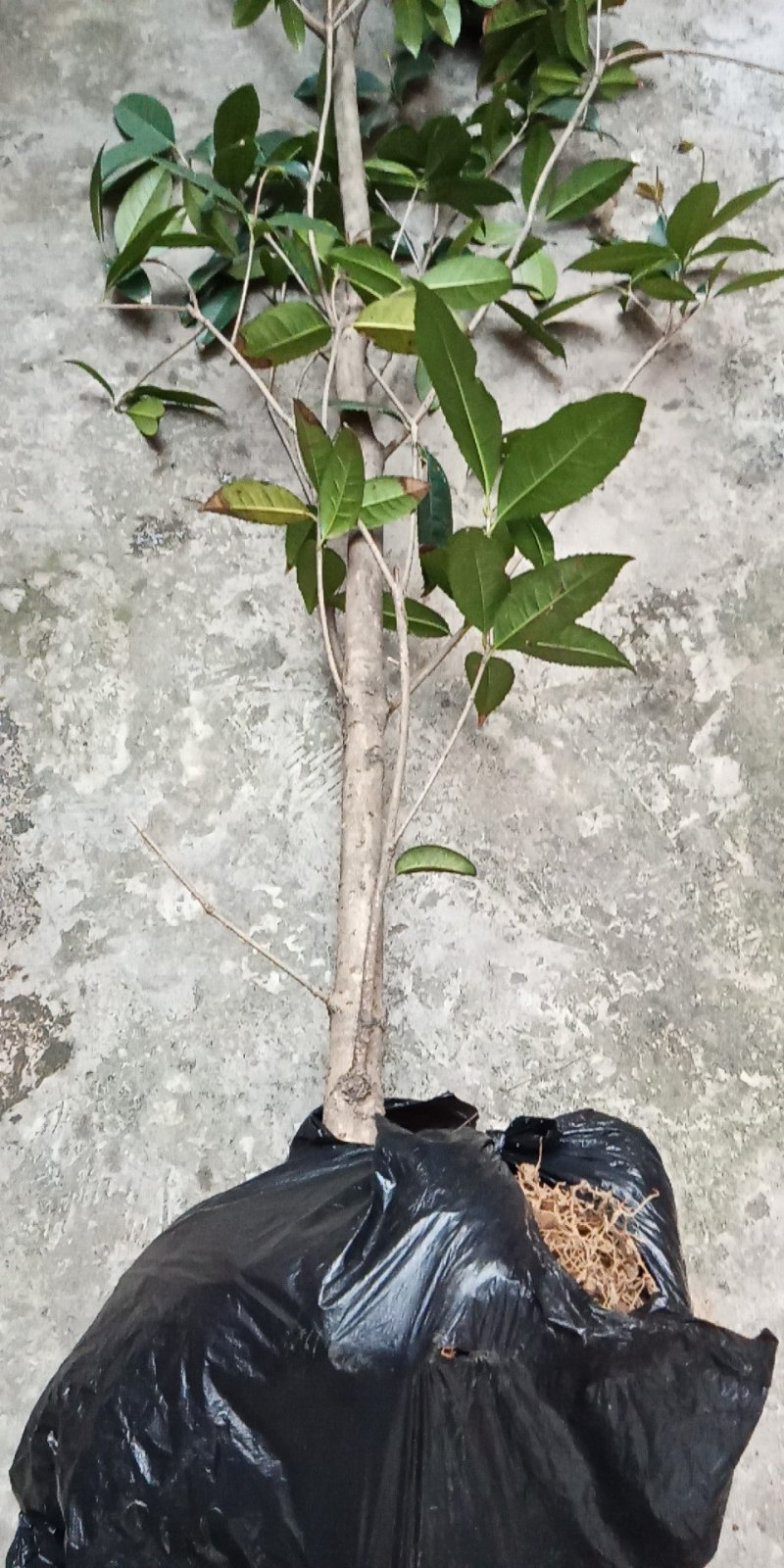 桂花树苗金桂花优质苗丹桂大苗现挖现发自产自销
