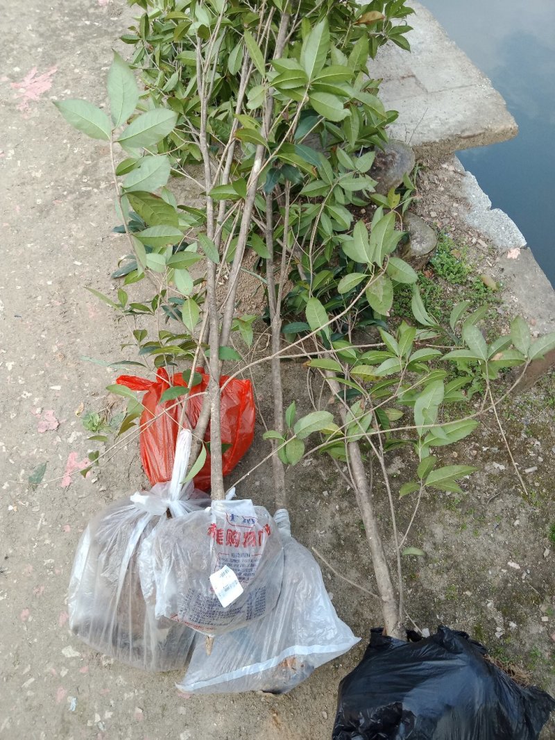 桂花树苗金桂花优质苗丹桂大苗现挖现发自产自销