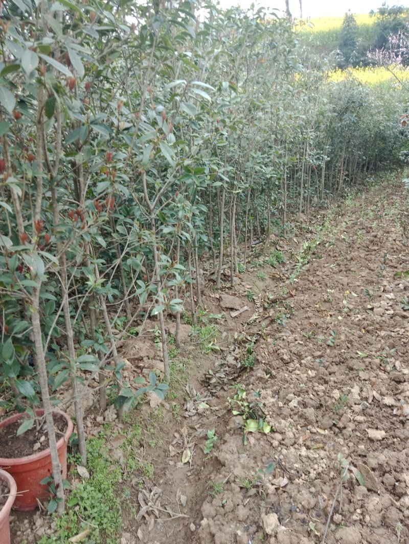 桂花树苗金桂花优质苗丹桂大苗现挖现发自产自销