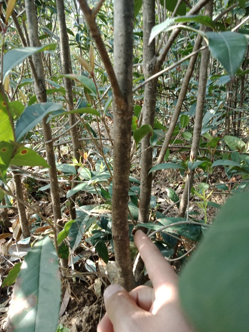 桂花树苗金桂花优质苗丹桂大苗现挖现发自产自销