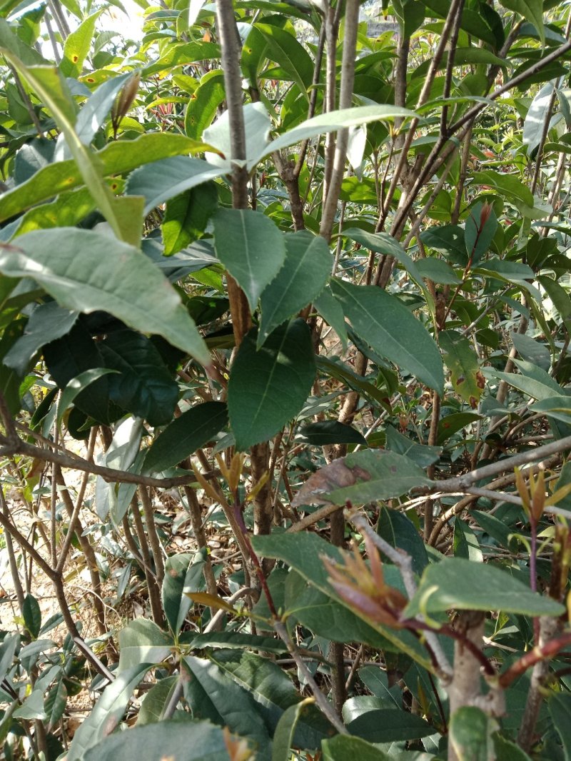桂花树苗金桂花优质苗丹桂大苗现挖现发自产自销