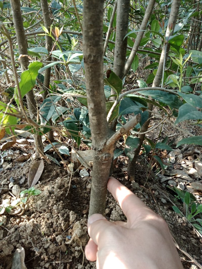 桂花树苗金桂花优质苗丹桂大苗现挖现发自产自销