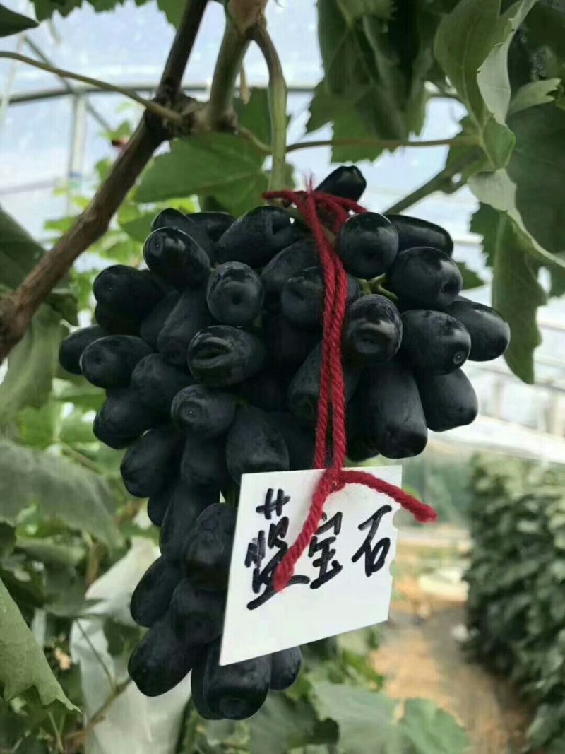 蓝宝石嫁接葡萄苗