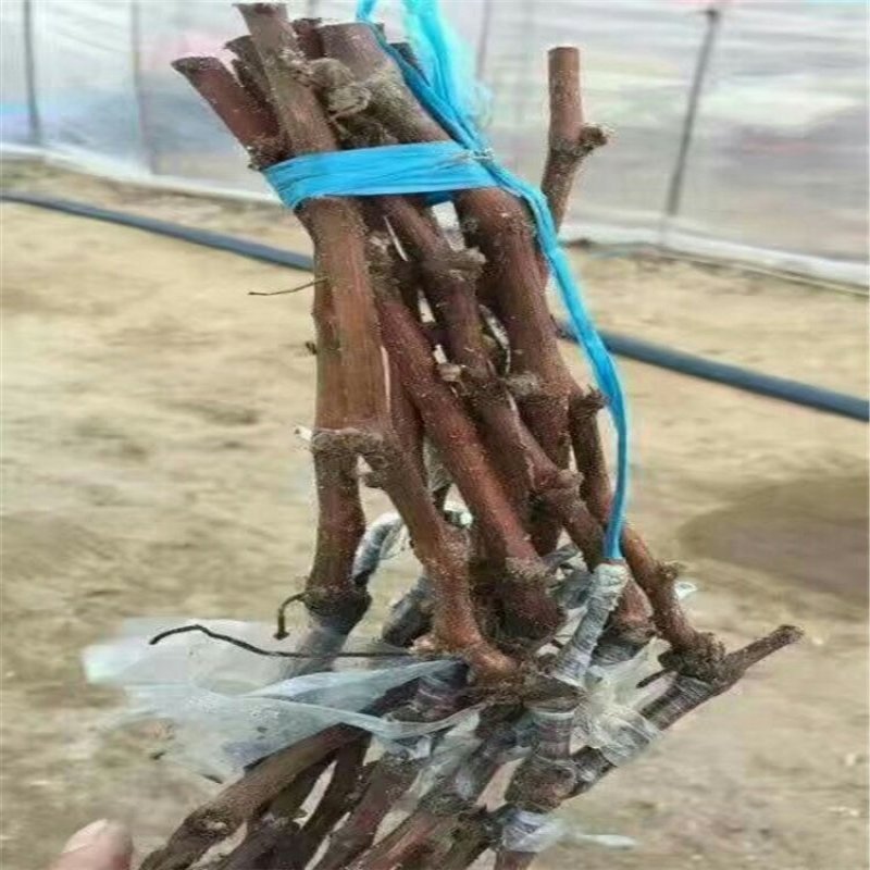 蓝宝石嫁接葡萄苗