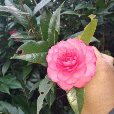 山茶花黑牡丹