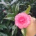 山茶花黑牡丹