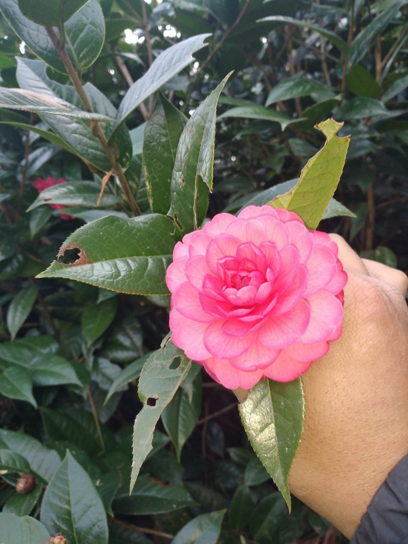 山茶花黑牡丹