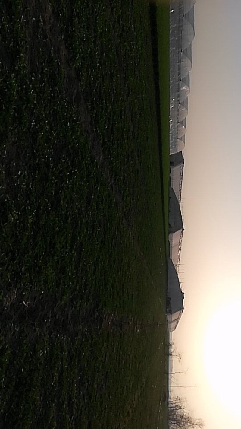 新鲜蒲公英上市了