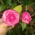 山茶花黑牡丹
