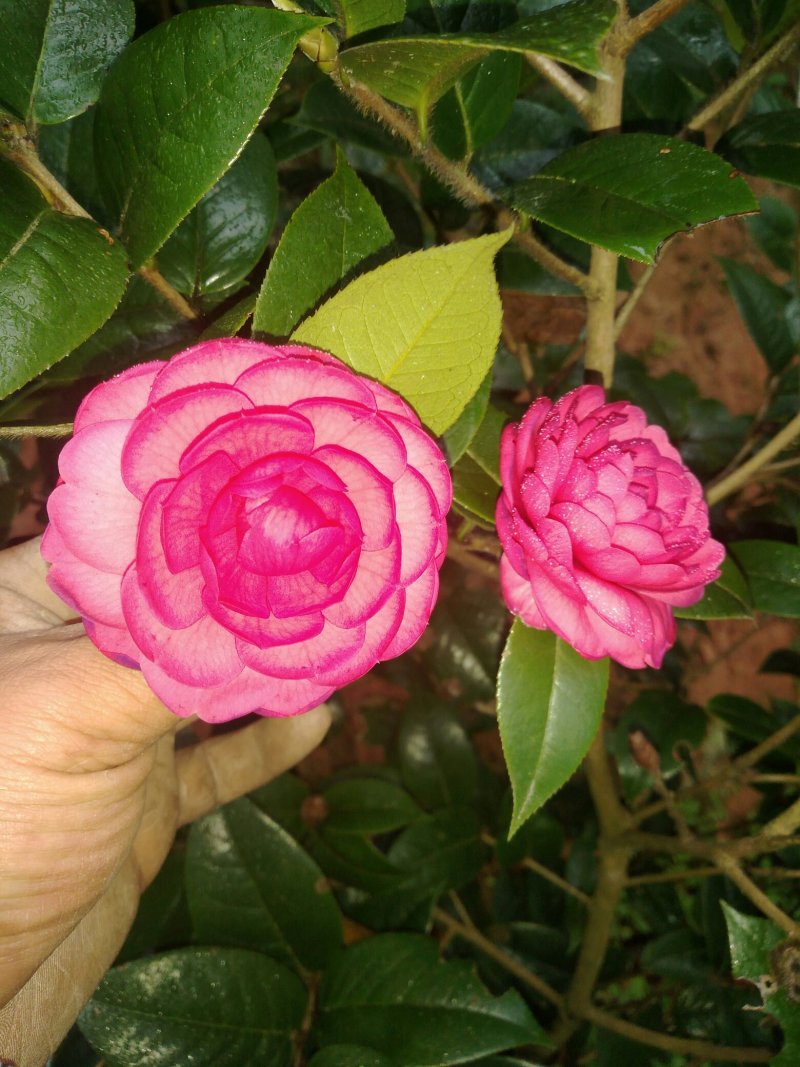 山茶花黑牡丹