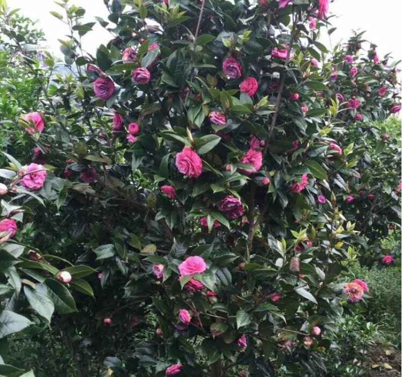 山茶花黑牡丹
