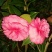 山茶花黑牡丹