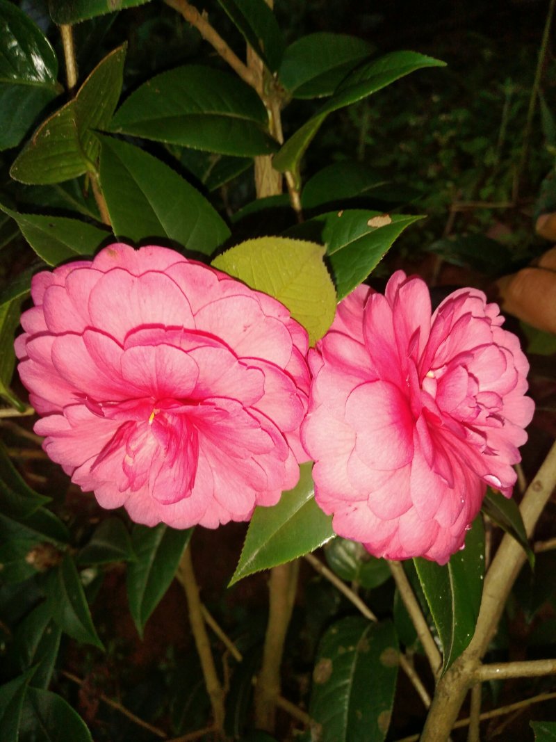 山茶花黑牡丹