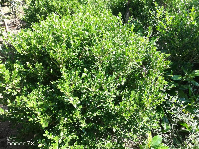 黄杨求，精品1.2至2米的