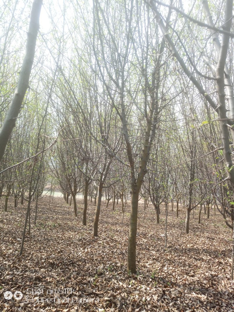 低价供应12公分木瓜海棠，丛生木瓜海棠树