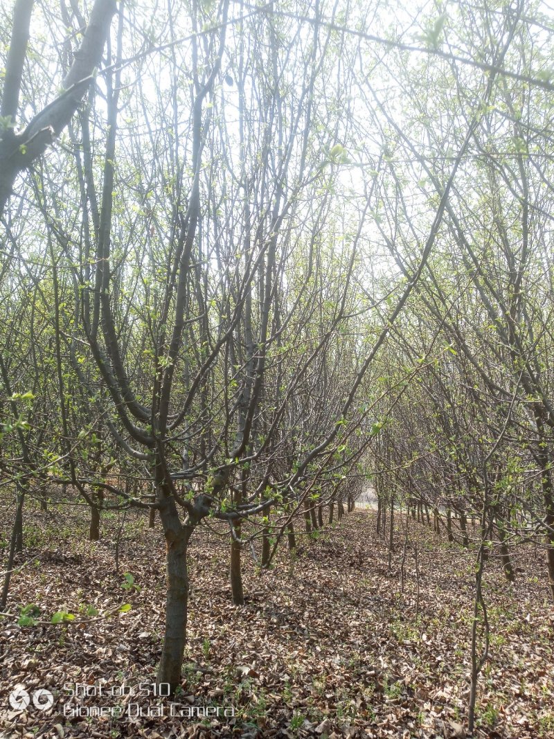 低价供应12公分木瓜海棠，丛生木瓜海棠树