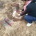 【精选狮子头花椒苗】陕西狮子头花椒苗自家苗圃现挖现发