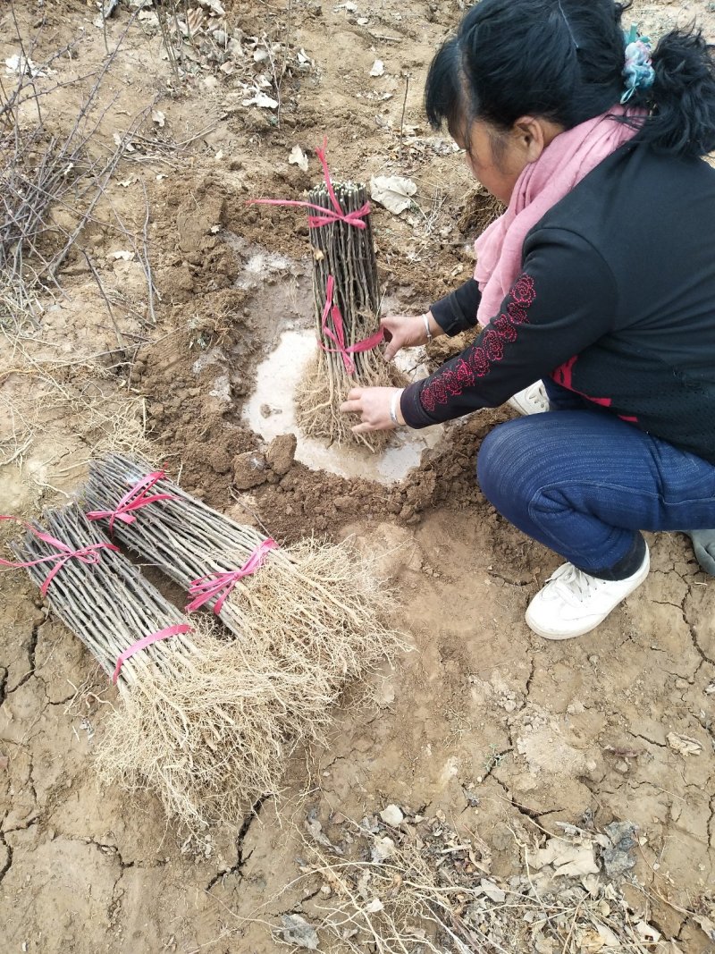 【精选狮子头花椒苗】陕西狮子头花椒苗自家苗圃现挖现发
