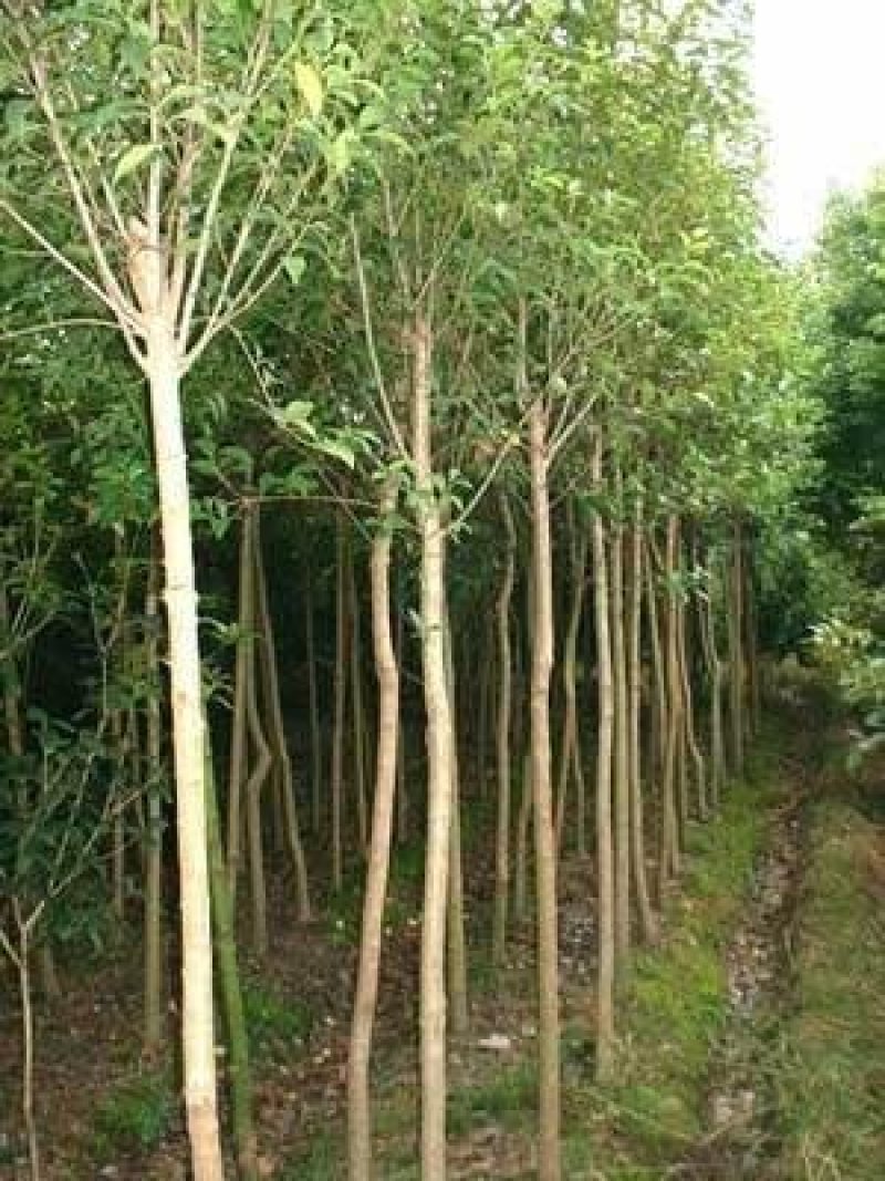 大叶女贞1至3公分，处理，要的抓紧时间！