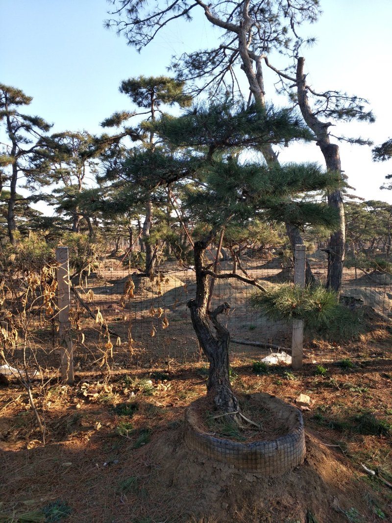 造型松高1,2-4.5米黑松造型松，