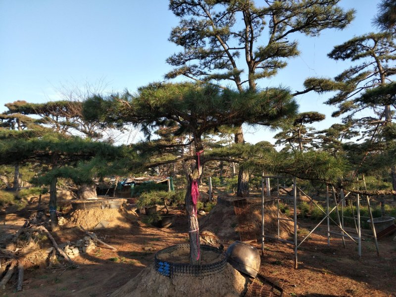 造型松高1,2-4.5米黑松造型松，