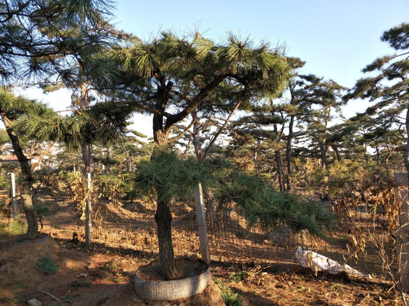 造型松高1,2-4.5米黑松造型松，