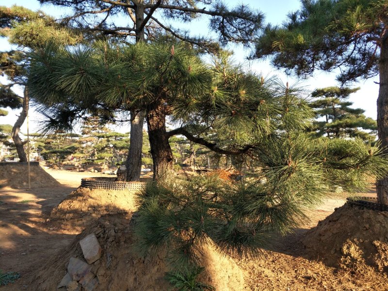 造型松高1,2-4.5米黑松造型松，