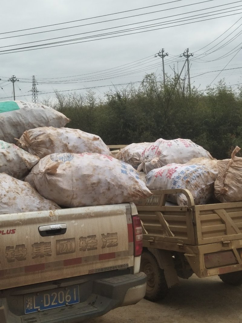 大量供应粉质土茯苓，欢迎有需要的老板下单