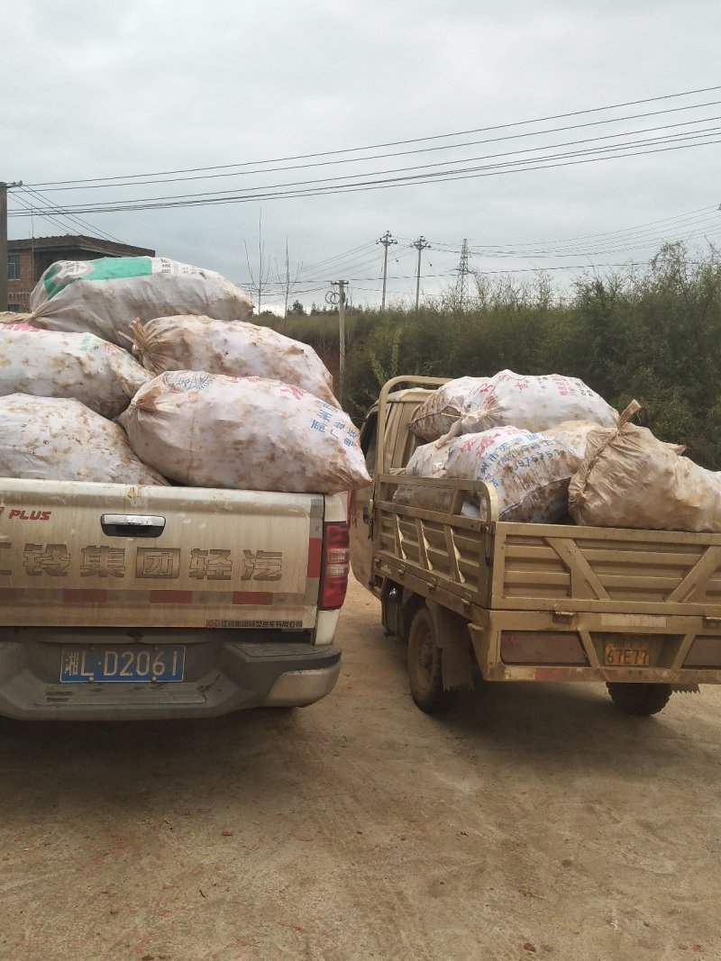 大量供应粉质土茯苓，欢迎有需要的老板下单