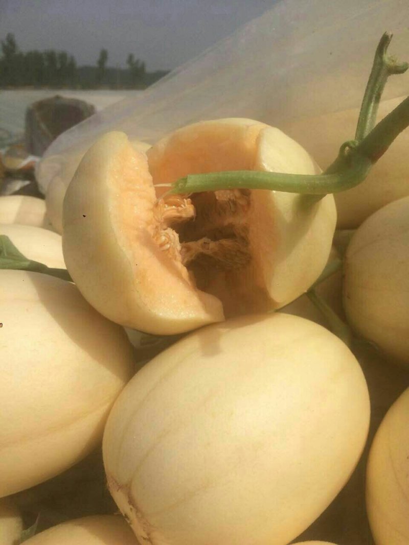 香瓜甜瓜