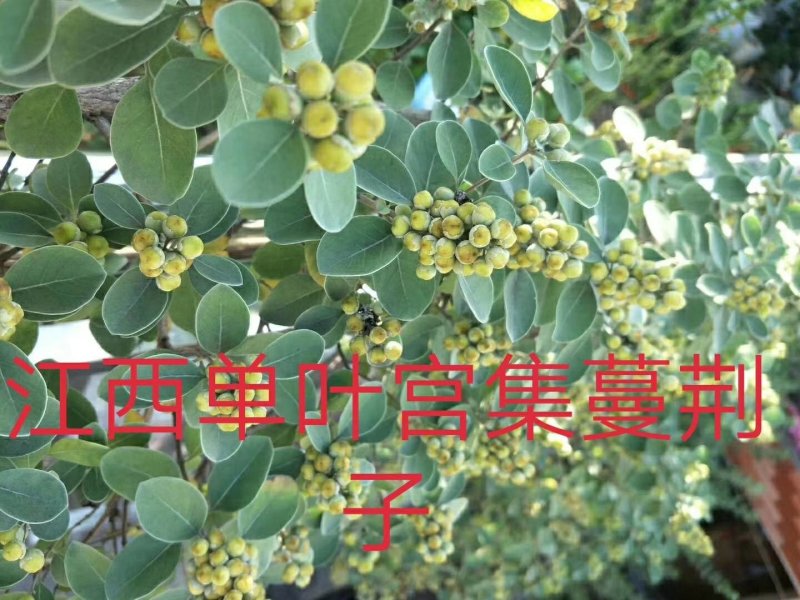 蔓荆子，枝条，苗