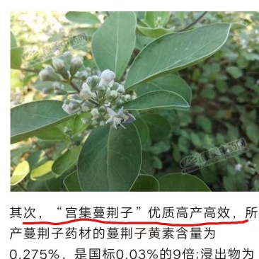 蔓荆子，枝条，苗