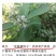 蔓荆子，枝条，苗